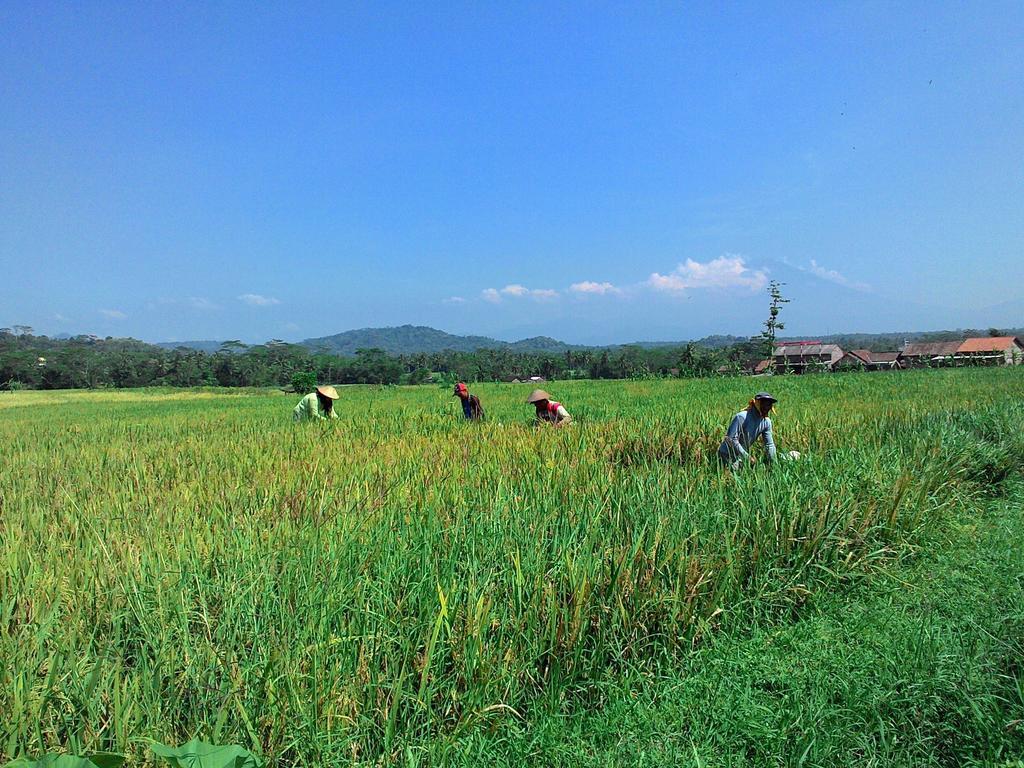 Griya Harja Homestay Magelang Extérieur photo