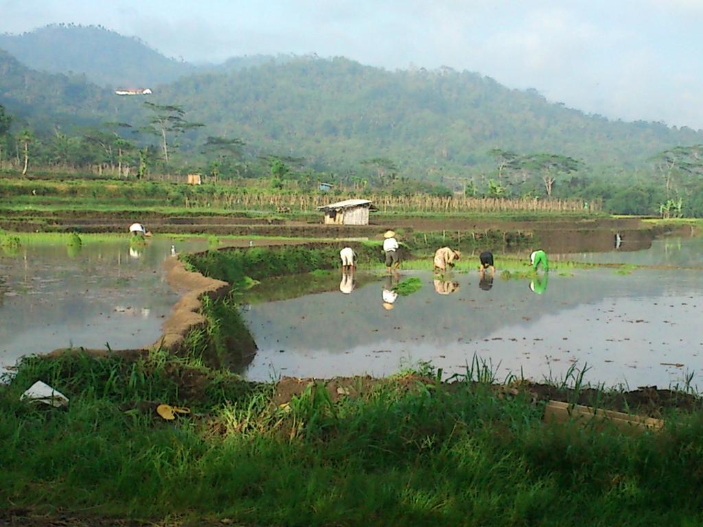 Griya Harja Homestay Magelang Extérieur photo
