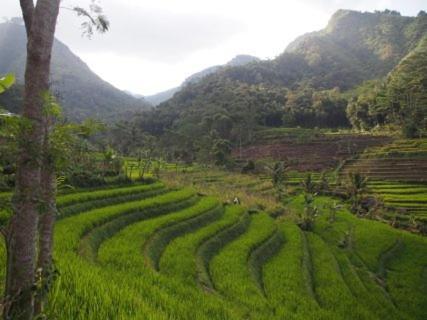 Griya Harja Homestay Magelang Extérieur photo